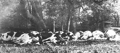 Photo d'un troupeau de vaches mortes